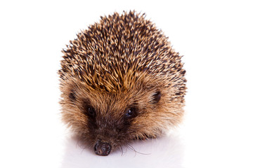 hedgehog isolated on white background