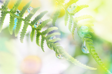 fern with dew drops with mirroring efect inside