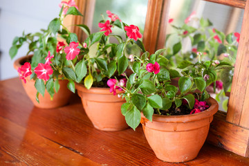 Impatiens Plants