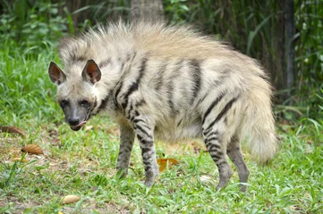 Fotobehang Hyena Gestreepte hyena