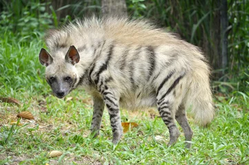 Foto op Plexiglas Striped hyena © J.NATAYO