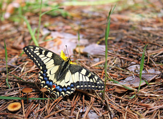 Machaon butterfly in forest