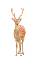 male sika deer isolated