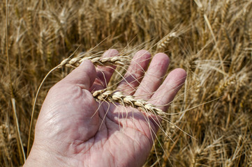 Fototapeta na wymiar wheat harvest