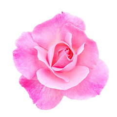 rose bud isolated on white background