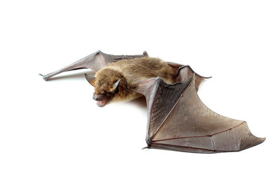 bat with open wings on white