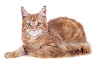 Obraz premium maine coon kitten