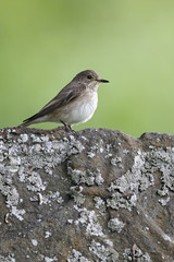Spotted flycatcher, Muscicapa striata,