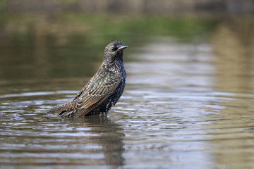 Starling, Sturnus vulgaris