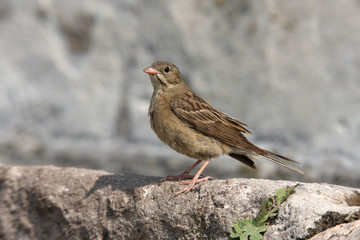 Ortolan bunting, Emberiza hortulana