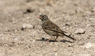 Ortolan bunting, Emberiza hortulana