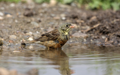 Ortolan bunting, Emberiza hortulana