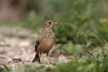 Ortolan bunting, Emberiza hortulana