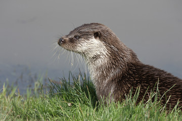 Otter, Lutra lutra