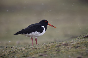 Oystercatcher, Haematopus ostralegus