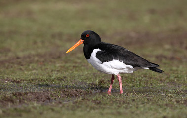 Oystercatcher, Haematopus ostralegus