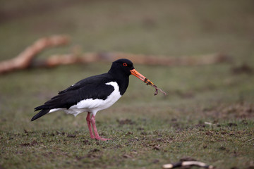 Oystercatcher, Haematopus ostralegus