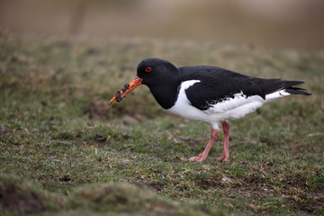 Oystercatcher, Haematopus ostralegus