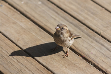 female house sparrow