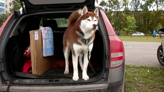 alaskan malamute in car