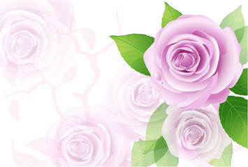 Pink vector roses on the white background