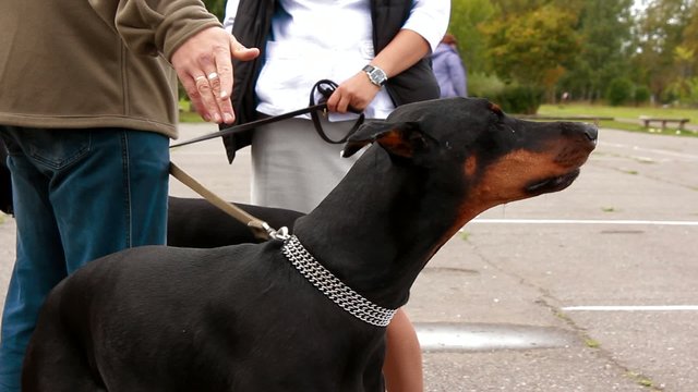 doberman dog