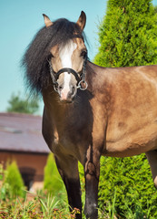 Naklejka premium Beautiful buckskin welsh pony