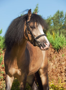 portrait of buckskin welsh pony