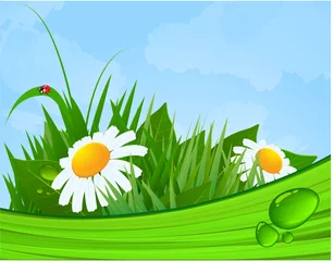 Foto op Plexiglas Mooie zomerochtend. Daisy bloemen. Vectorachtergrond. © mushakesa