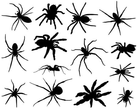 spiders