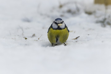 Fototapeta premium Blaumeise (Cyanistes caeruleus)