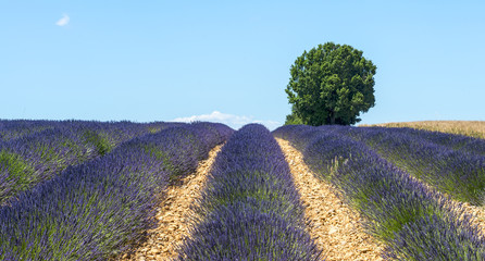 Naklejka na ściany i meble Plateau de Valensole (Provence), lavender