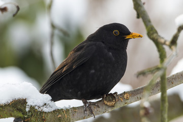 Amselmännchen (Turdus merula)