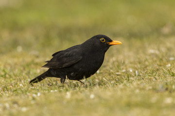Amselmännchen (Turdus merula)