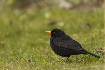 Amselmännchen (Turdus merula)