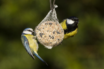 Kohlmeise (Parus major)