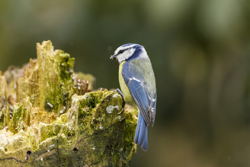 Blaumeise (Cyanistes caeruleus)