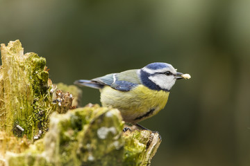 Obraz premium Blaumeise (Cyanistes caeruleus)