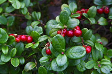 red whortleberry