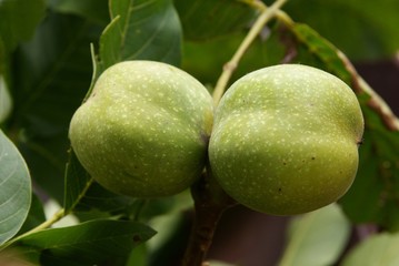green unripe walnuts