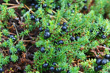 crowberry