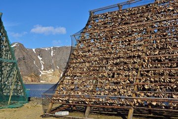 Holzgestell für Stockfische in Norwegen