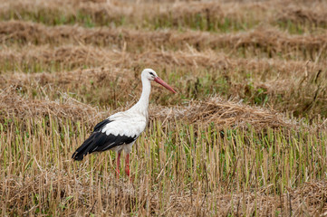 Walking stork