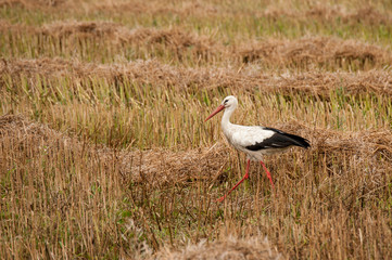 Walked stork