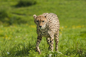 The prince