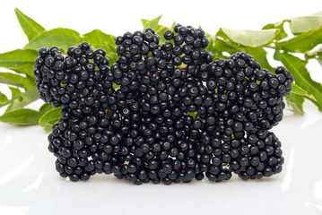 Elderberry Sambucus nigra