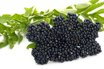 Elderberry Sambucus nigra
