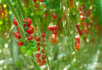 ripe tomatoes in a greenhouse