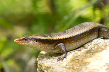 Variable Skink resting on rock elevated view