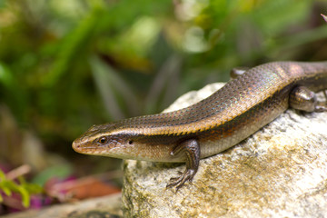 Obraz premium Variable Skink resting on rock elevated view